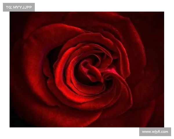 真实版玫瑰：结婚零绯闻，他们的爱情超越了剧本(玫瑰原型)